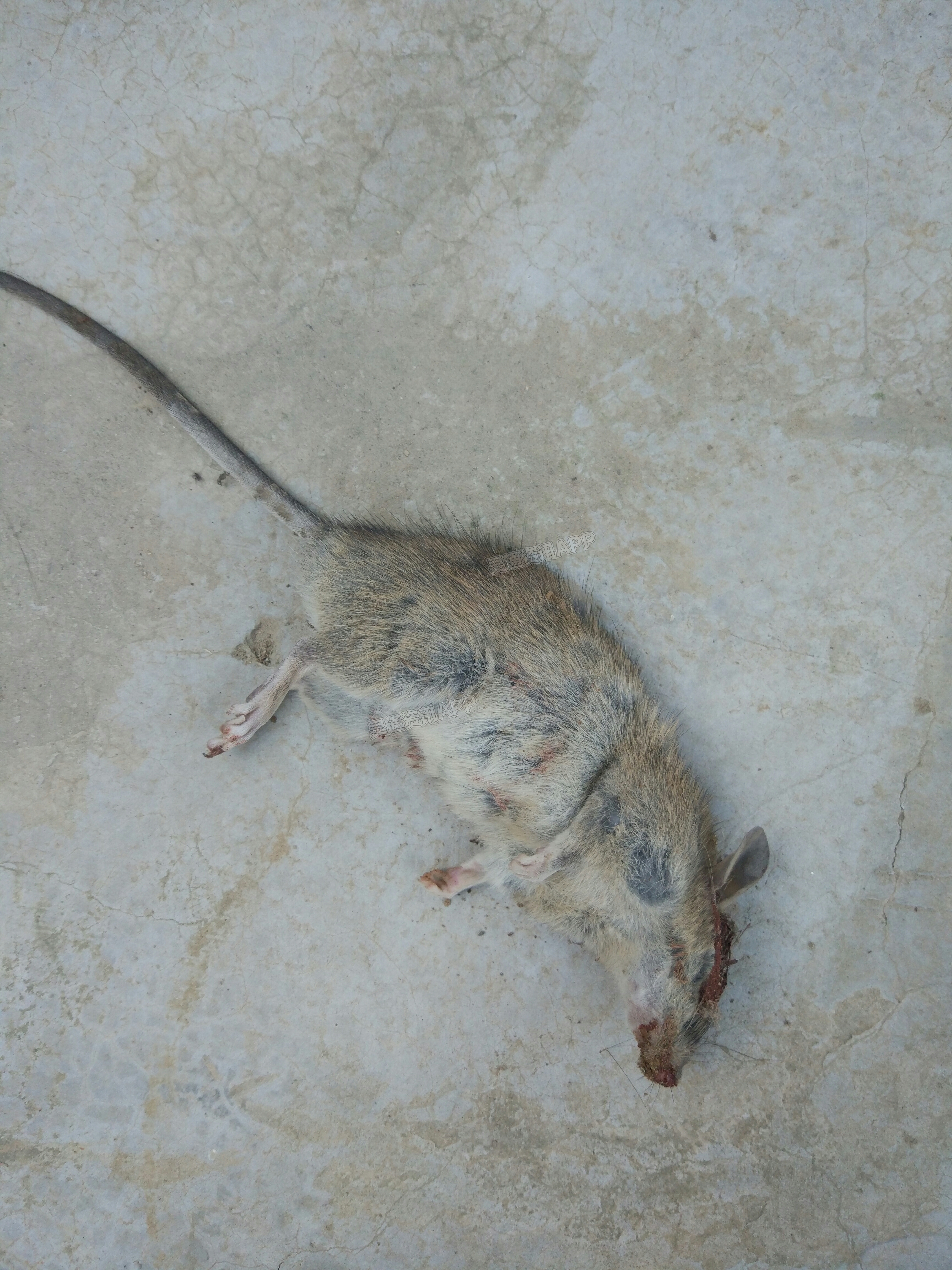 【pg娱乐电子游戏官网APP下载】诱捕到一只大老鼠，太坏了(图2)